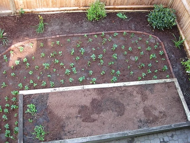 How do I make sure my program is ready for an evaluation study?