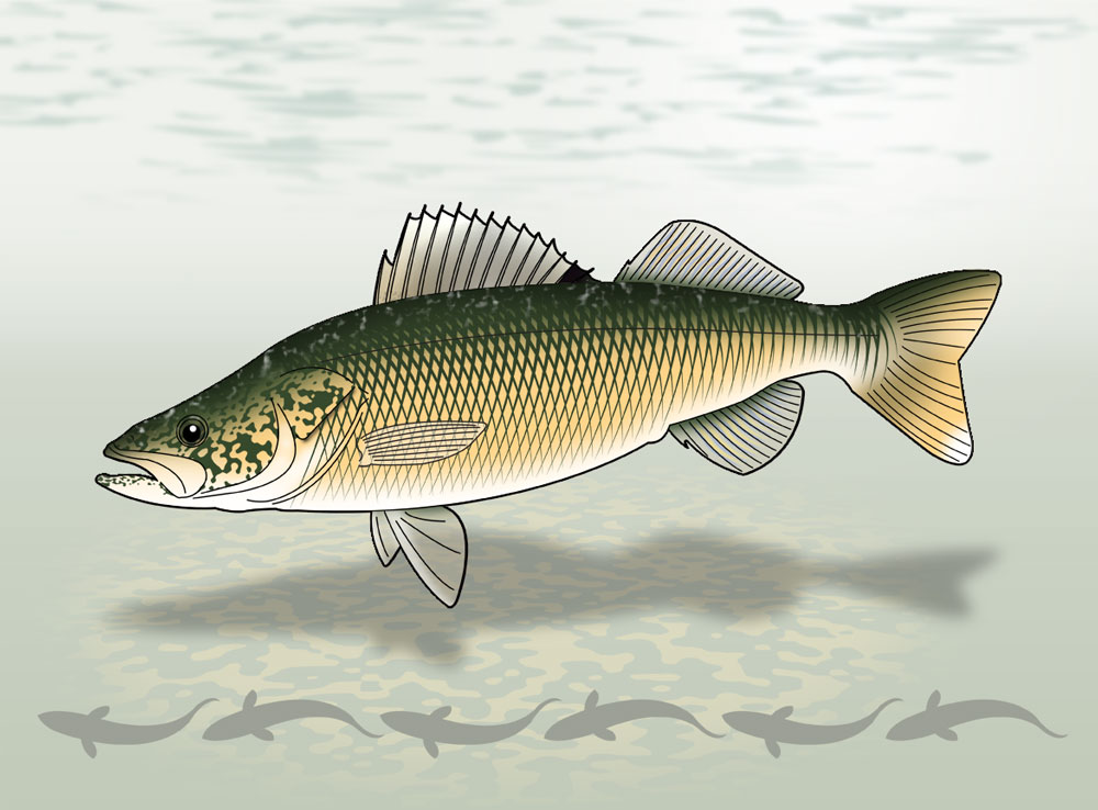 working-flat-fish.jpg