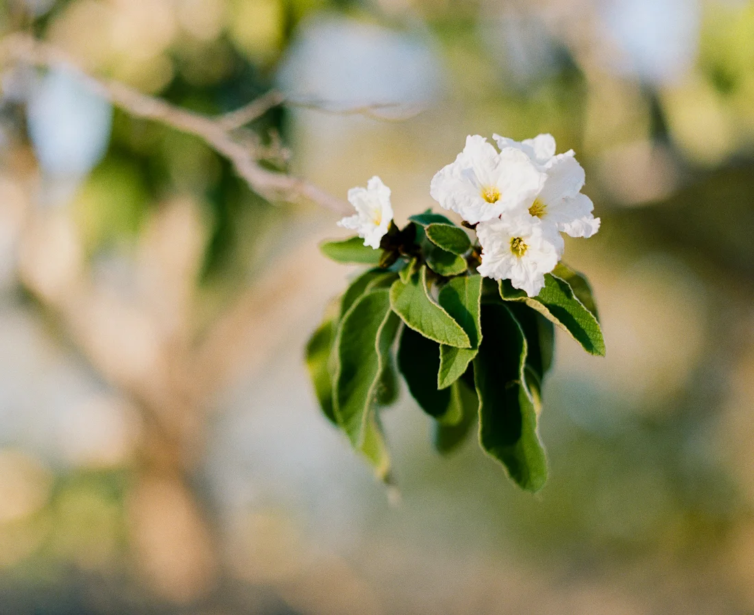 Film 365 Project - {Week 18}