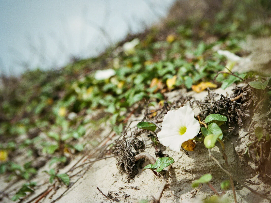 Film 365 Project - {Week 33}