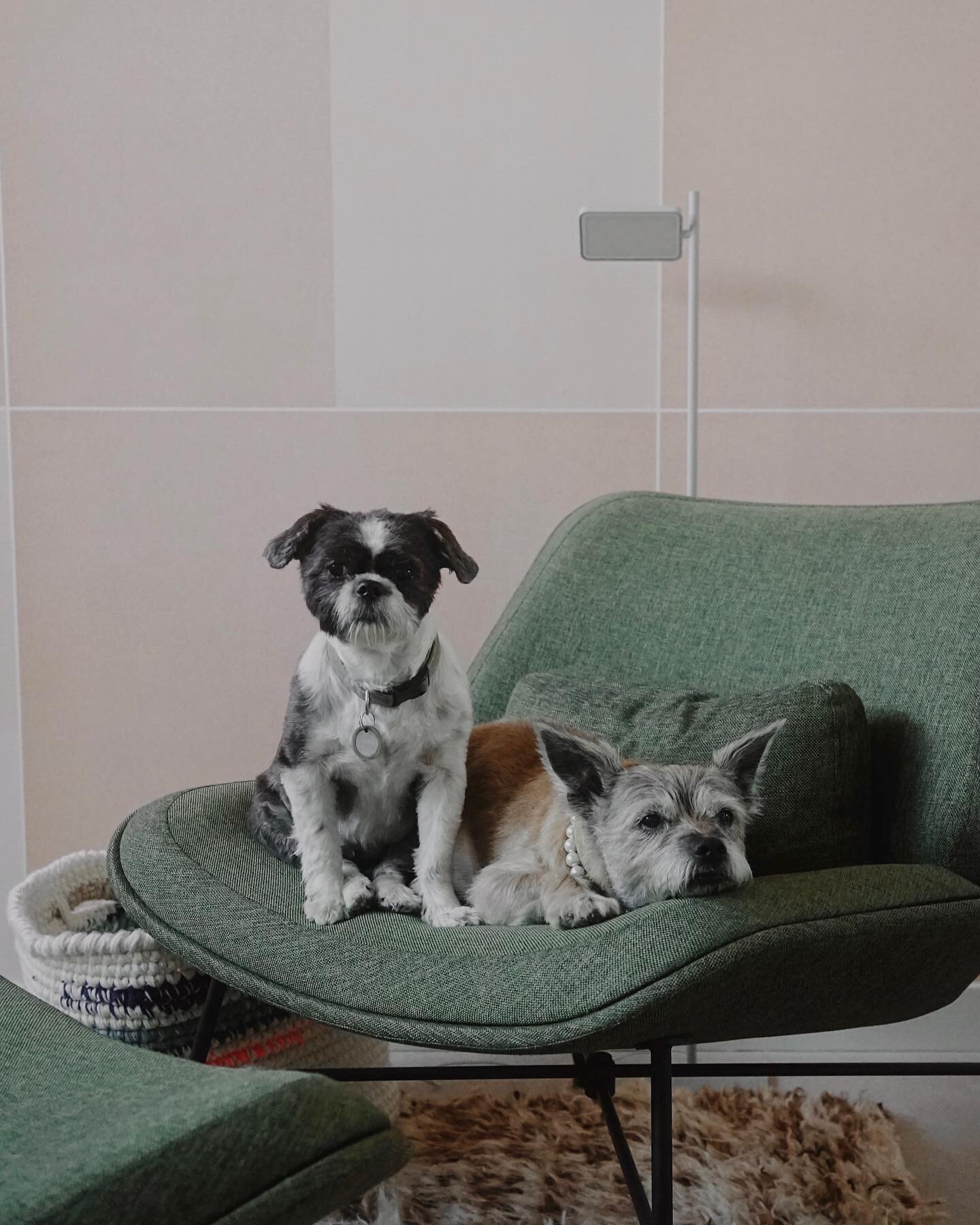 Ninja turned 13 on Friday, so we got out her pearls and I took some pictures to commemorate the milestone. I can&rsquo;t remember my life before her. Grateful for both of these girls every day.