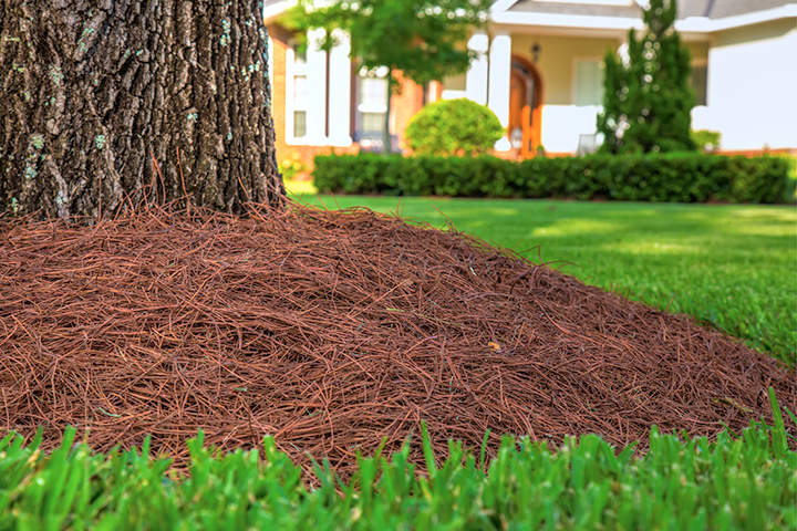 Pine straw mulch is more common in the south