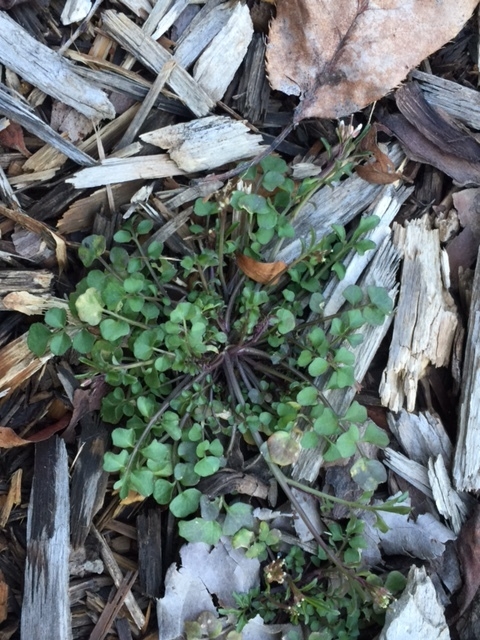 Hoary bittercress, an annual weed but already in my garden.&nbsp;