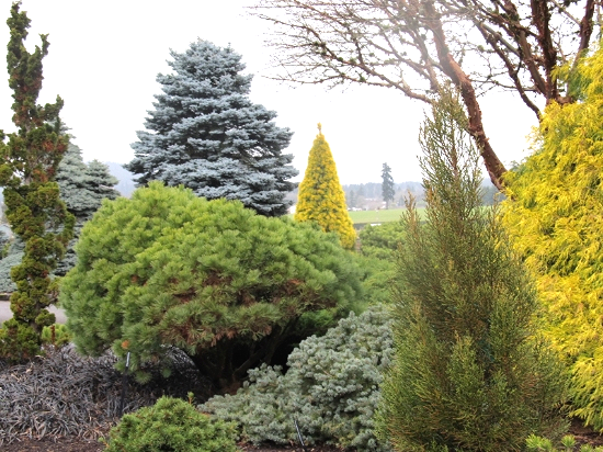 In Western North Carolina, where there is no shortage of slopes, why not consider a conifer garden?