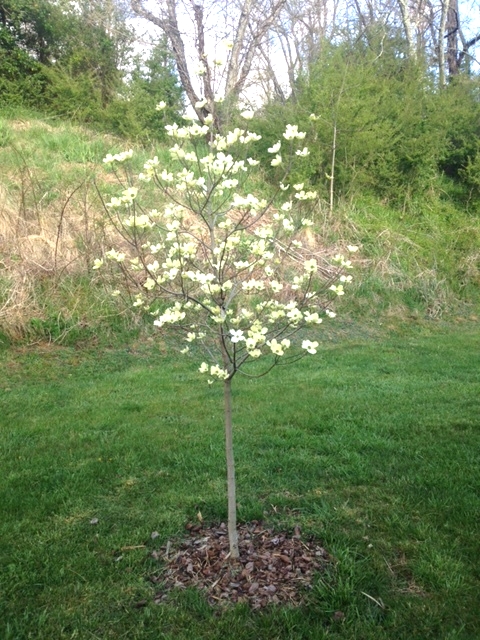 A new gardener who faithfully watered her 'Cherokee Princess'&nbsp;dogwood tree last season to get it established, decided to enjoy it for the day, and take a picture until next year.