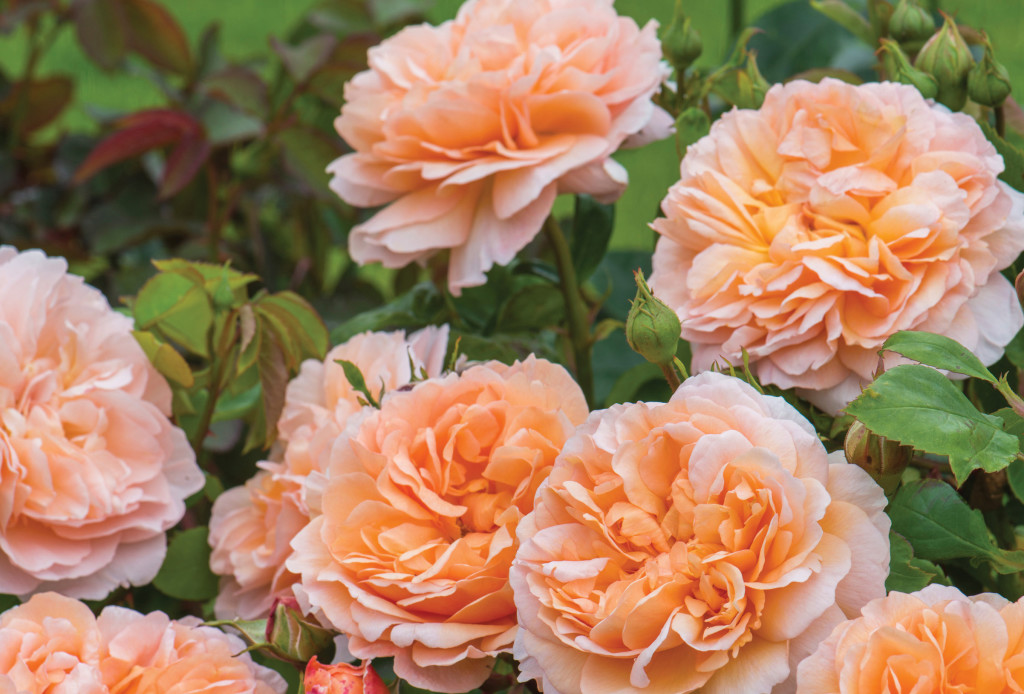 David Austin English Rose | The Lady Gardener | Shrub rose | 3 1/2' to 4' tall, 2 1/2' wide | blooms 4" across | Tea fragrance with hints of cedar and vanilla