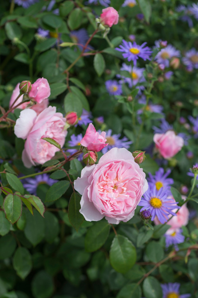 'Wisley 2008'|Shrub Rose|Height: 4' Width 3.5"|Fruity fragrance w/ cupped rosettes|Tolerates poor soil conditions| Paired here with asters