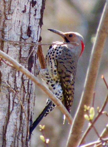 A Flicker woodpecker on a spring day. They like to nest in the cavities of trees.