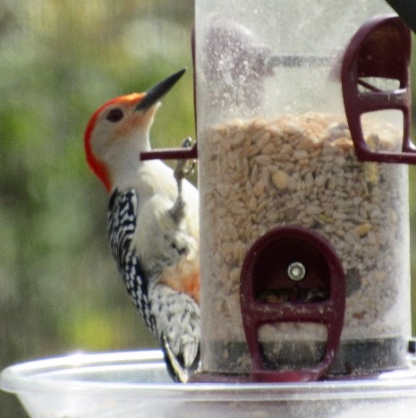 Red-bellied woodpecker enjoying the sun and the seed.