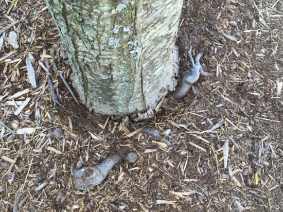 This tree has almost 18" of mulch piled around it year after year, and now the roots have grown up into the mulch and are starting to girdle the tree. It won't live much longer in this condition.