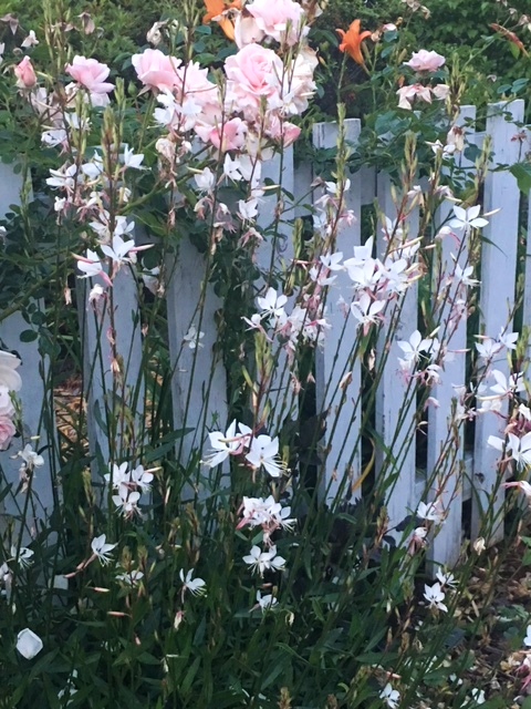 Gaura 'Whirling Butterflies' and 'New Dawn' climbing rose giving a sweet spring display.