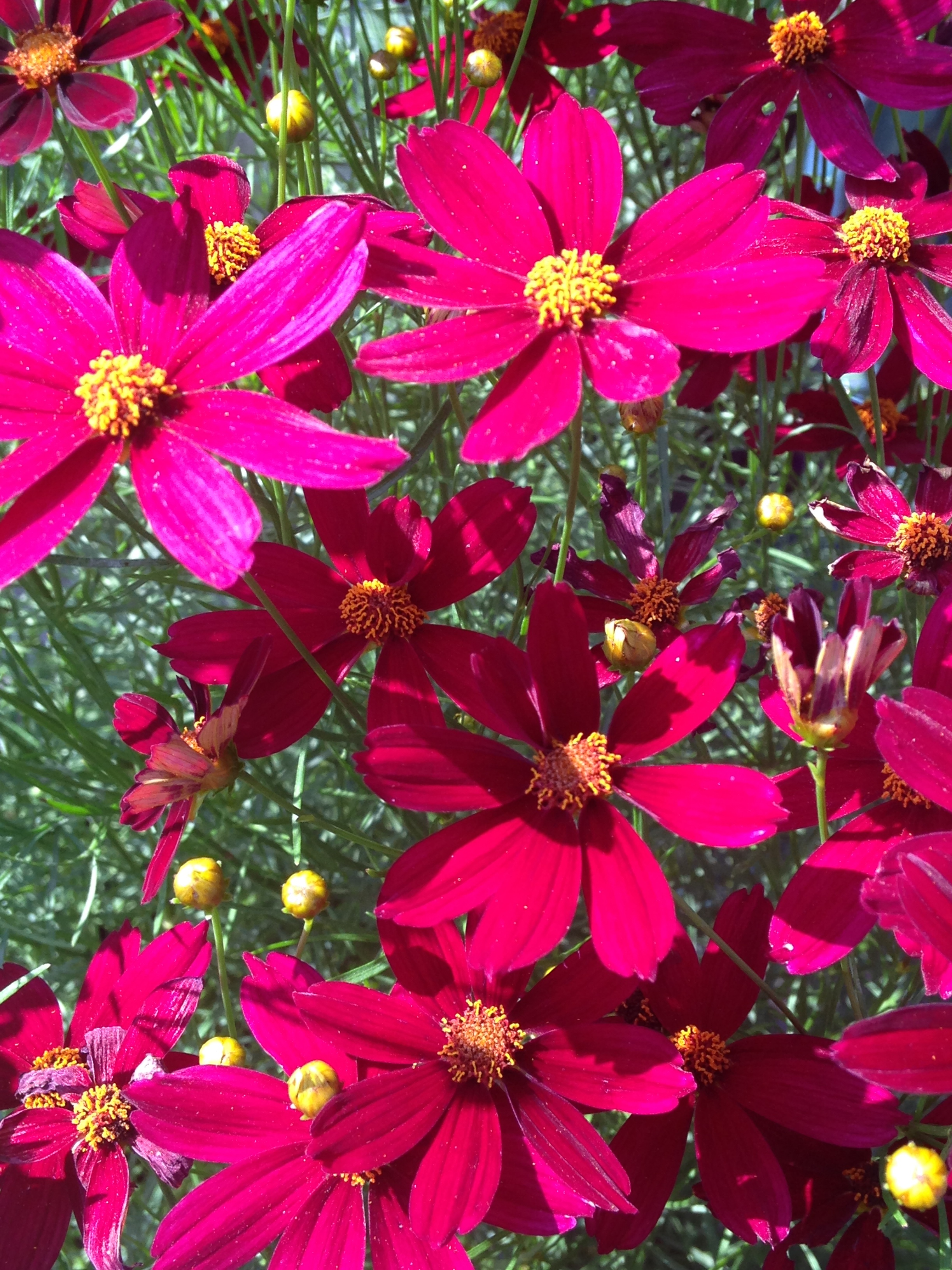 Coreopsis 'Red Satin' a great summer bloomer that blooms until fall.