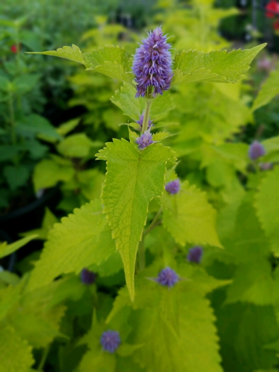 Agastache 'Golden Jubliee' a standout in the garden and among pollinators.
