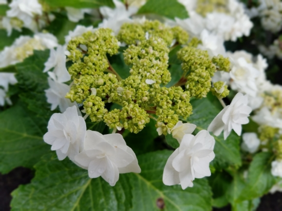'Wedding Gown' hydrangea is a double lacecap that stuns in the garden, and stays white regardless of the soil. Maturing at 3-4'x 3-5' wide, it prefers partial shade and rarely needs pruning.