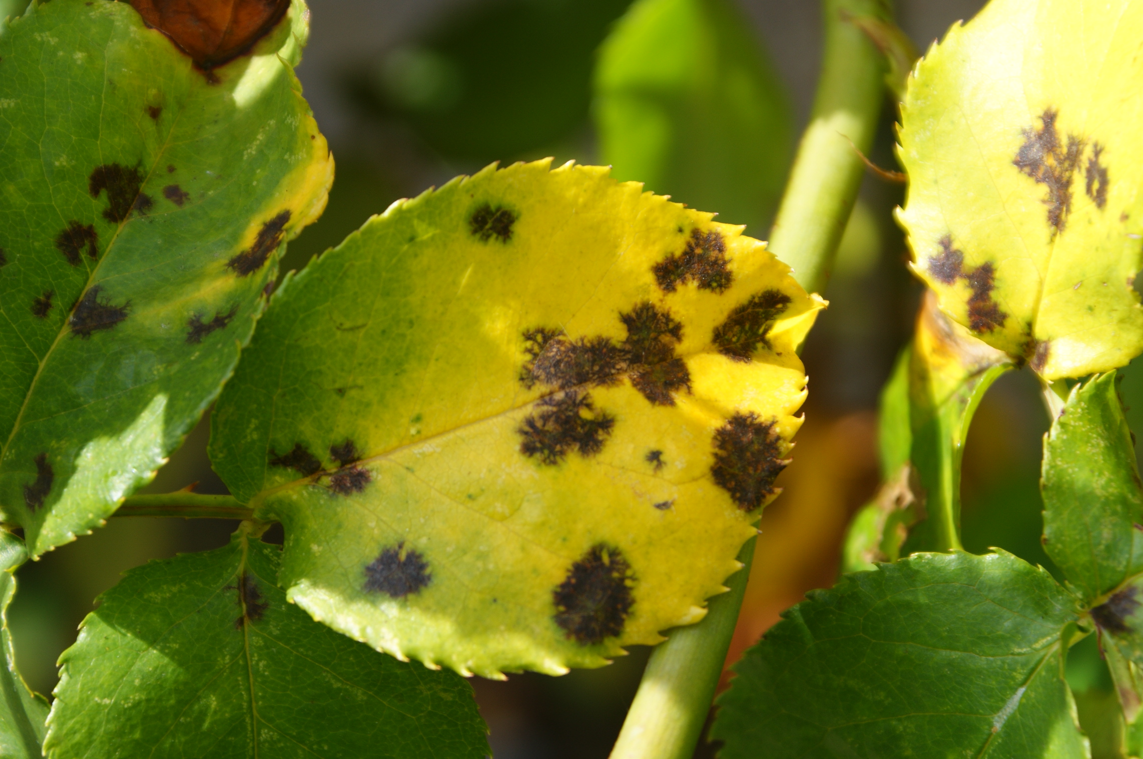 Who doesn't recognize black spot on roses? One simple method is to deadhead roses regularly, pruning out the damaged leaves as you go.