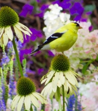 'Pow Wow' coneflower, a perfect perch for a gold finch.