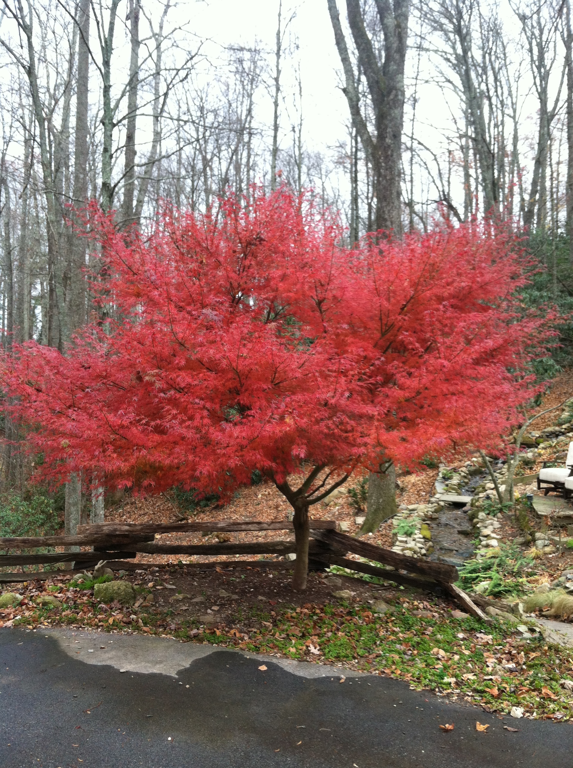 Seiryu maple in fall. Consider adding fall color to your garden now. (Picture courtesy of Chris Stone.)