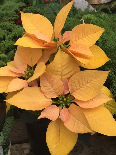 This lovely, almost-orange, nontraditional poinsettia sells out quickly. There are over 100 cultivars of poinsettias, though red is still the most popular color.