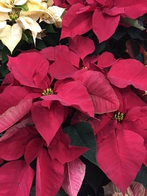 Traditional red poinsettia, sometimes referred to as the flame flower or lobster flower for its bold, red color.