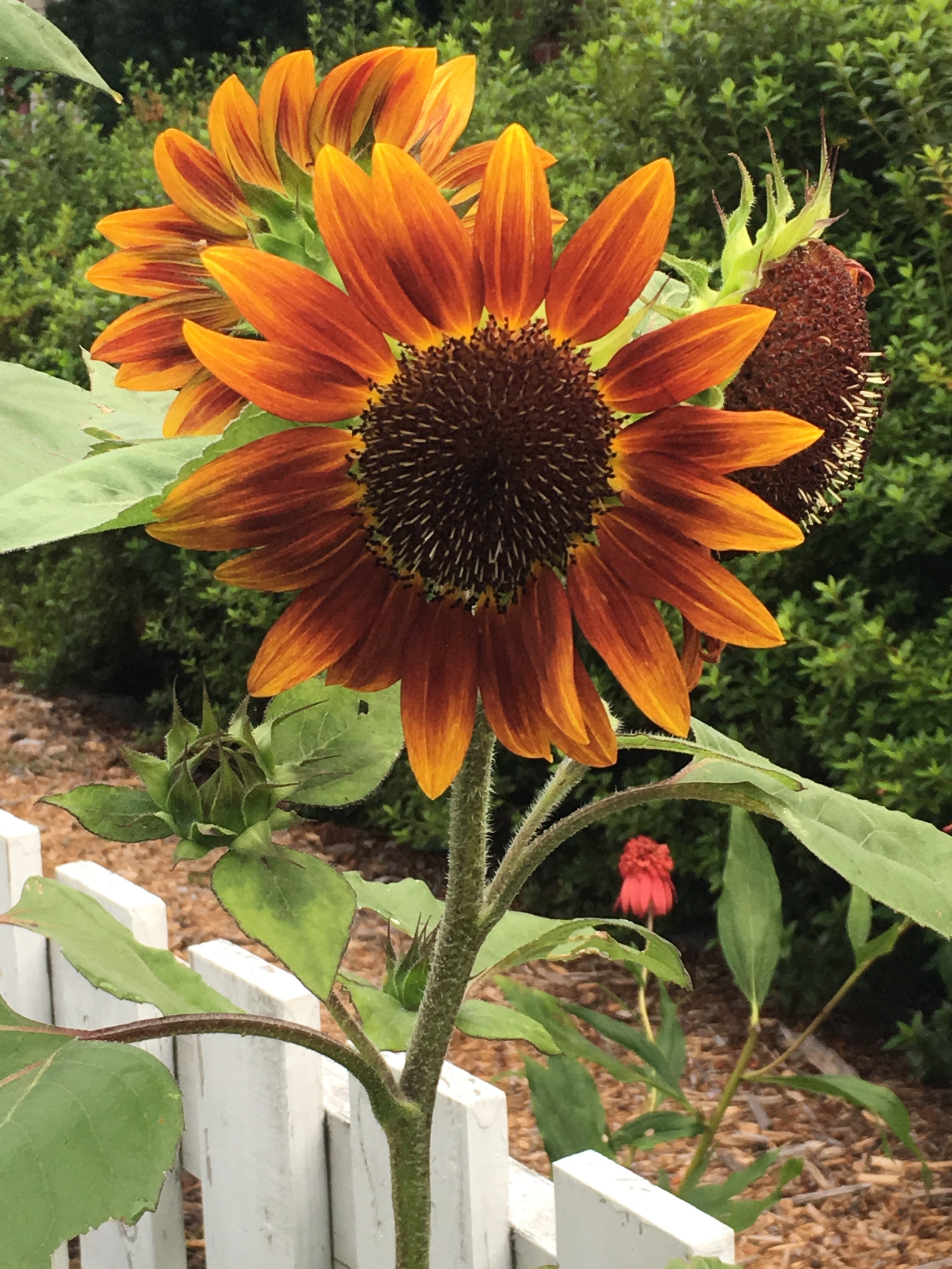 Helianthus annuus and cultivars, sunflowers, against a white picket fence. Honey bees love them and sunflowers need the bees to create more seed.