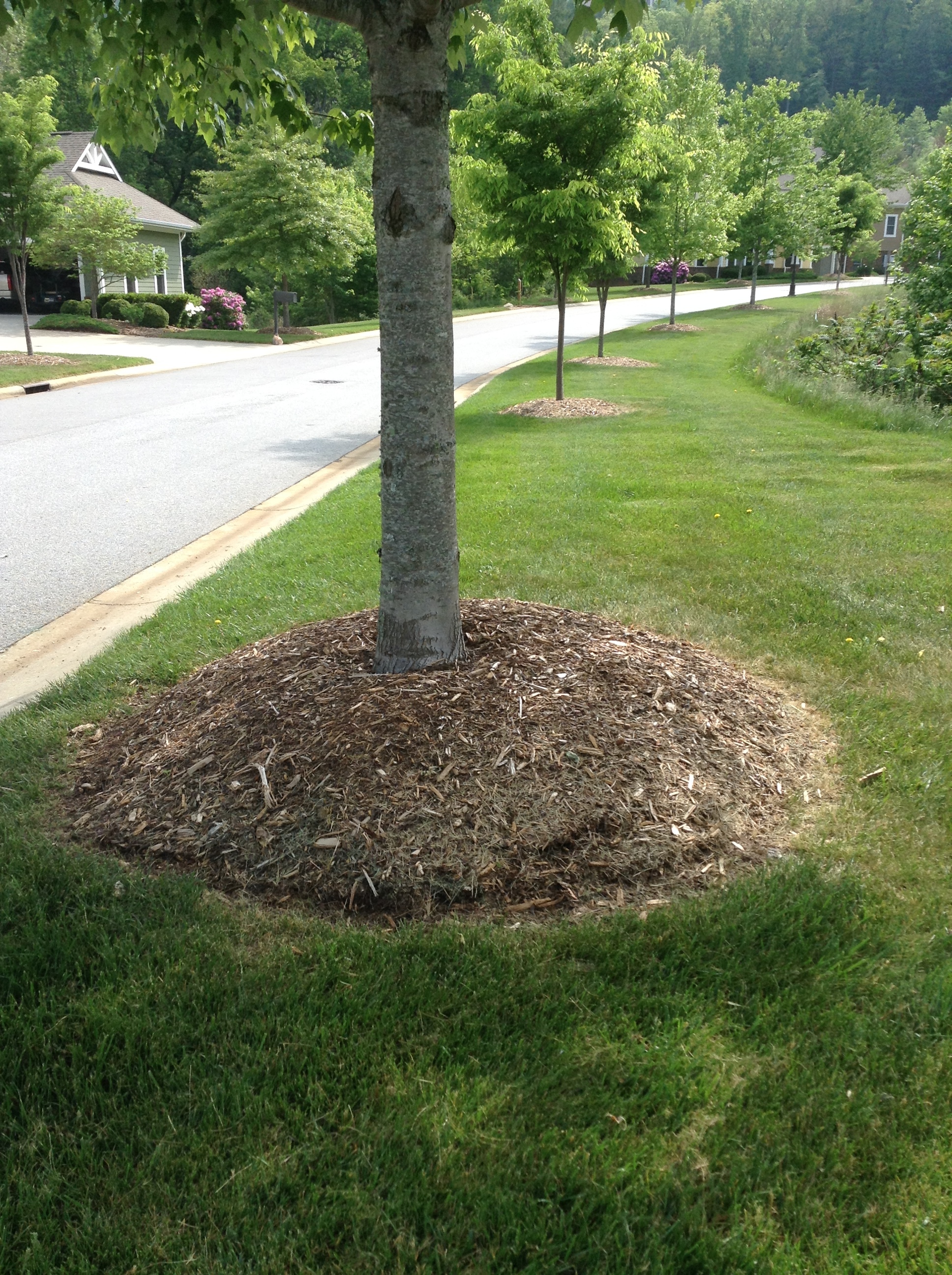 This is a NO. You should always see the root flair of a tree. 1-2" of mulch is good, starting at the dripline of the tree and moving toward the trunk, but not touching the trunk.