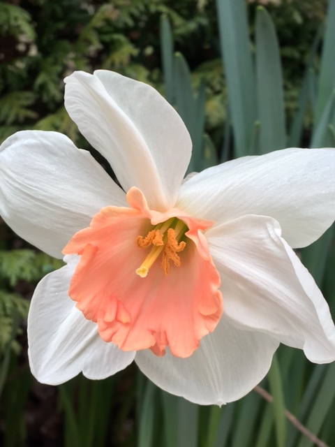 A shout out to the Master Gardeners who keep the garden at Silvermont in Brevard looking so pretty. Found this salmon-pink and white daffodil there.