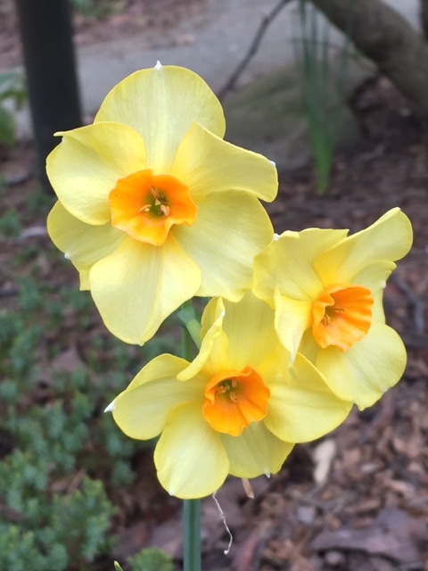 In landscape terms, this is what's called borrowed landscaping. One of the perks of neighbors who take the time, money and energy to plant daffodil bulbs in the fall. This one has three blooms per stem.