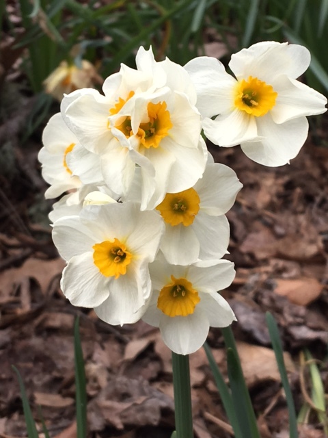 A girl scout troop plants bulbs in a local park that has a playground for children.&nbsp;This tazetta (type) of daffodil has 8-10 blooms on a stem.