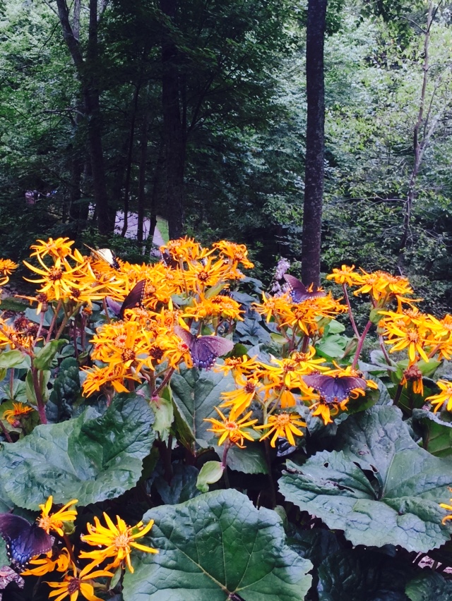 Ligularia. Proof that you can have flowers in the shade, and butterflies, too. They love this big, tropical looking plant with it's yellow blooms.