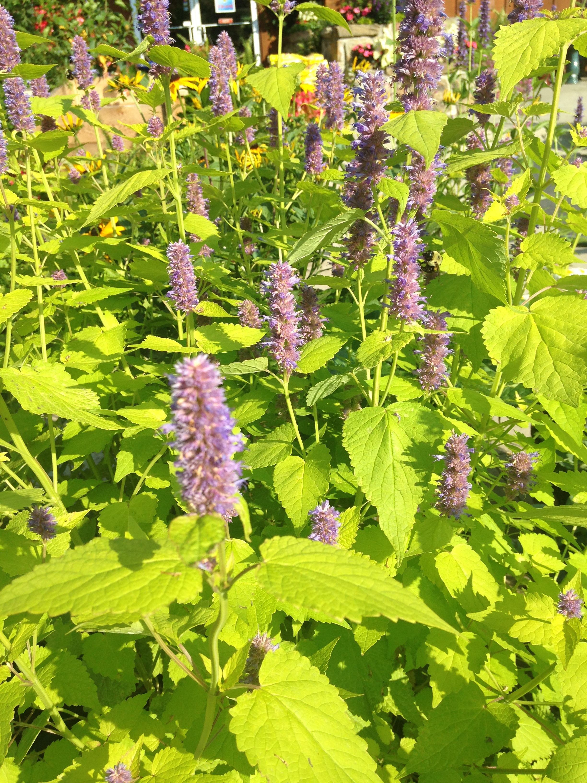 Agastache 'Golden Jubilee' this summer bloomer is a standout with its char trues leaves ad purple blooms. Its hard to beat in the smmer, and does best with division every 3-5 years.