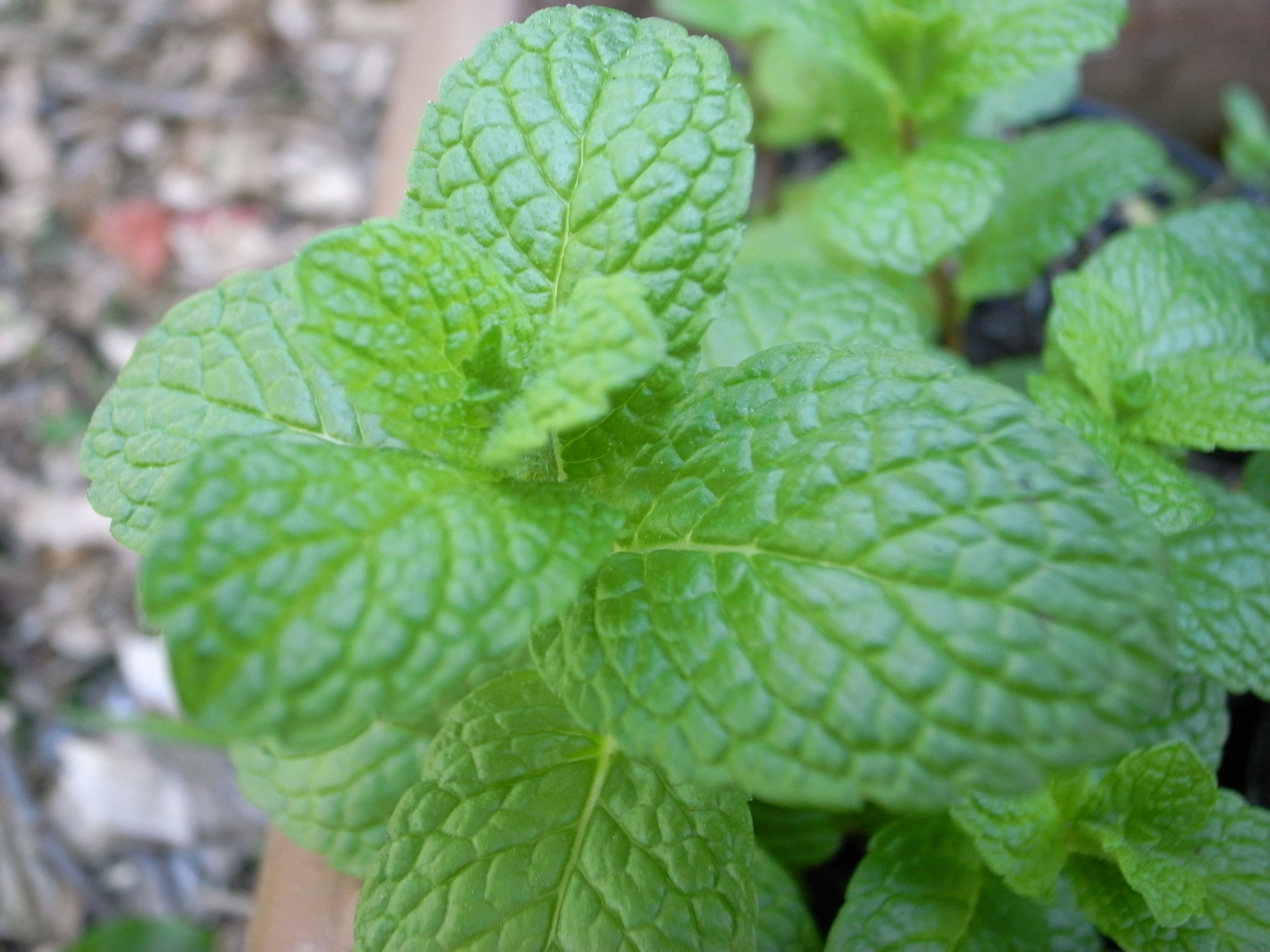 Mint is one of the more popular herbs grown, but most gardeners know to keep it in a pot. It is invasive in the garden, popping up in places you don't want it.&nbsp;Still, it can take quite a bit of shade. For those gardeners who like it's crushed leaves in their sweet tea, a pot of mint will work in some shade. Experiment with your part shade spots.