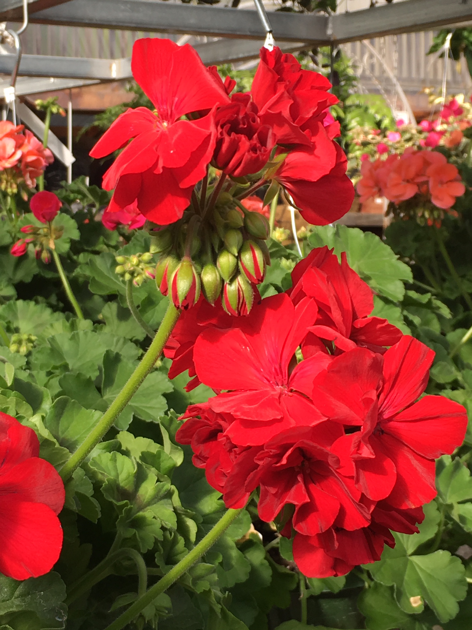 One of the most beloved annuals., bold red, geraniums, are hard to beat. Drought tolerant, showy, and strong bloomers, these annuals give a big pop of color all season.