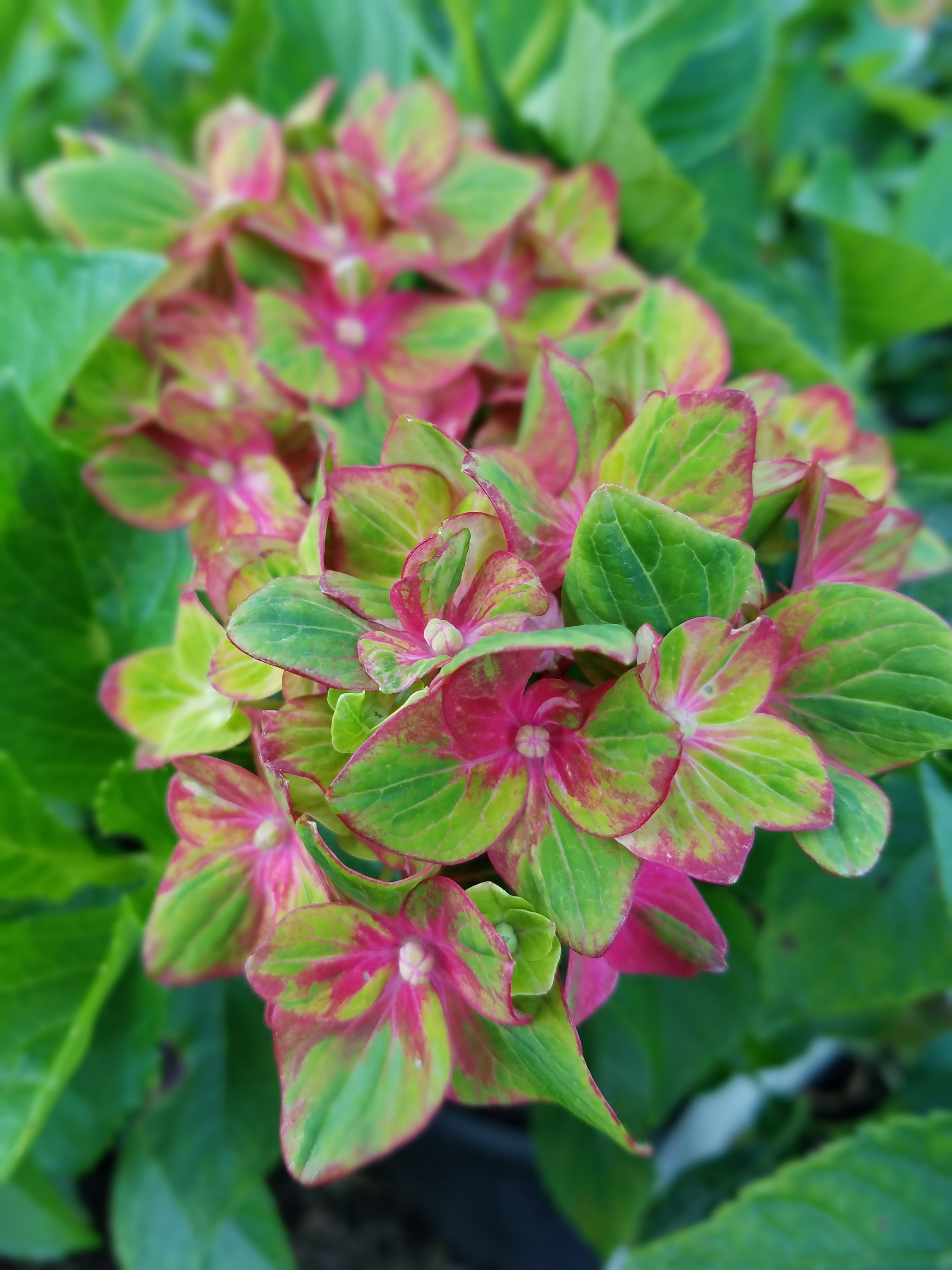 Hydrangea macrophylla 'Horwack' or Pistachio hydrangea is taking the color of macrophyllas to new hues. Green turning dark pink and deep red, this shrub stays smaller and is a mophead (3' x 4-5').