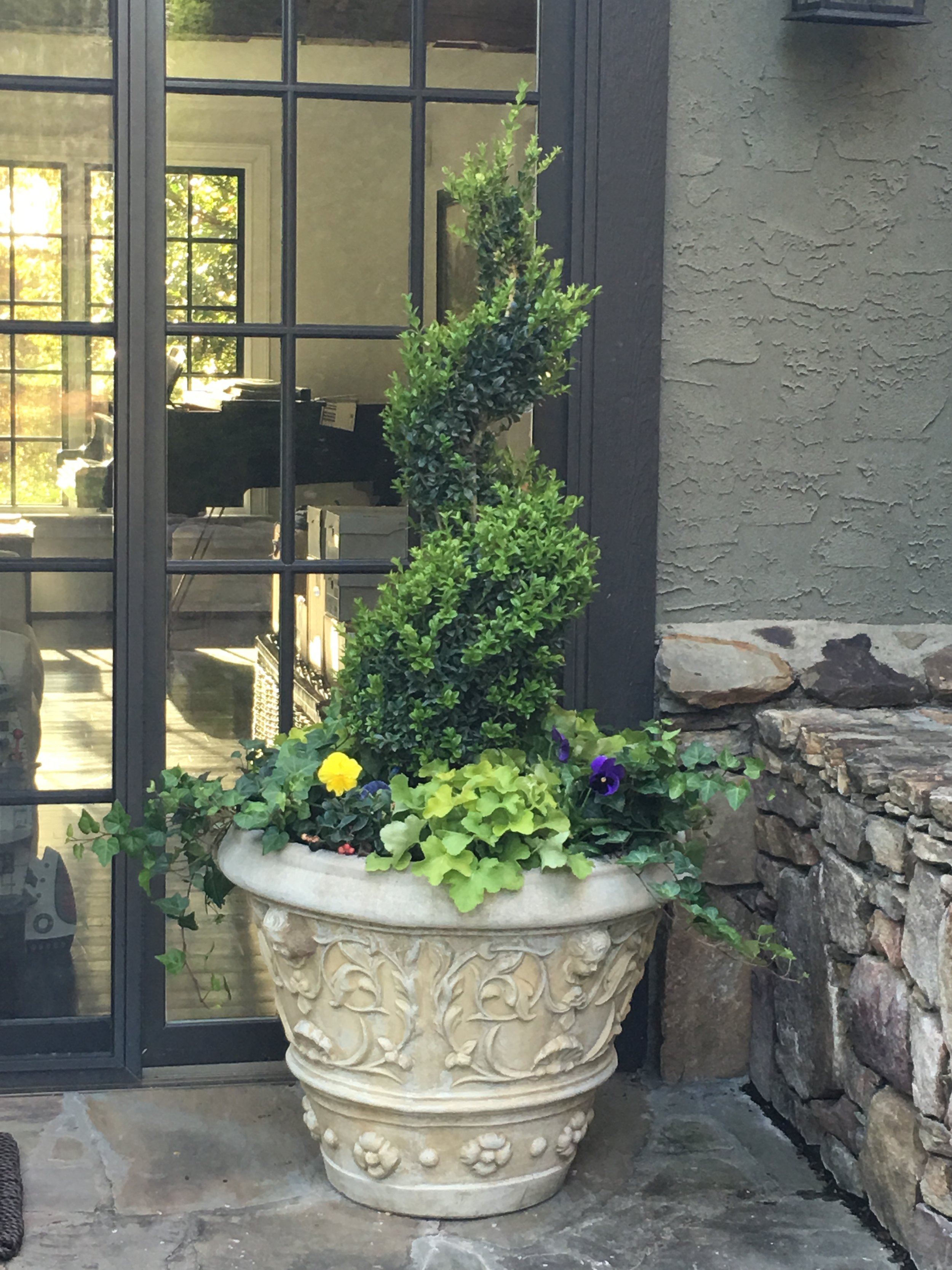 A winter garden in a concrete container. Concrete pots can stay out all winter, and look best if you plant them. In this pot are evergreen boxwoods, evergreen 'Cintronelle' heuchera and evergreen ivy. The pansies will die back but show again in spring.