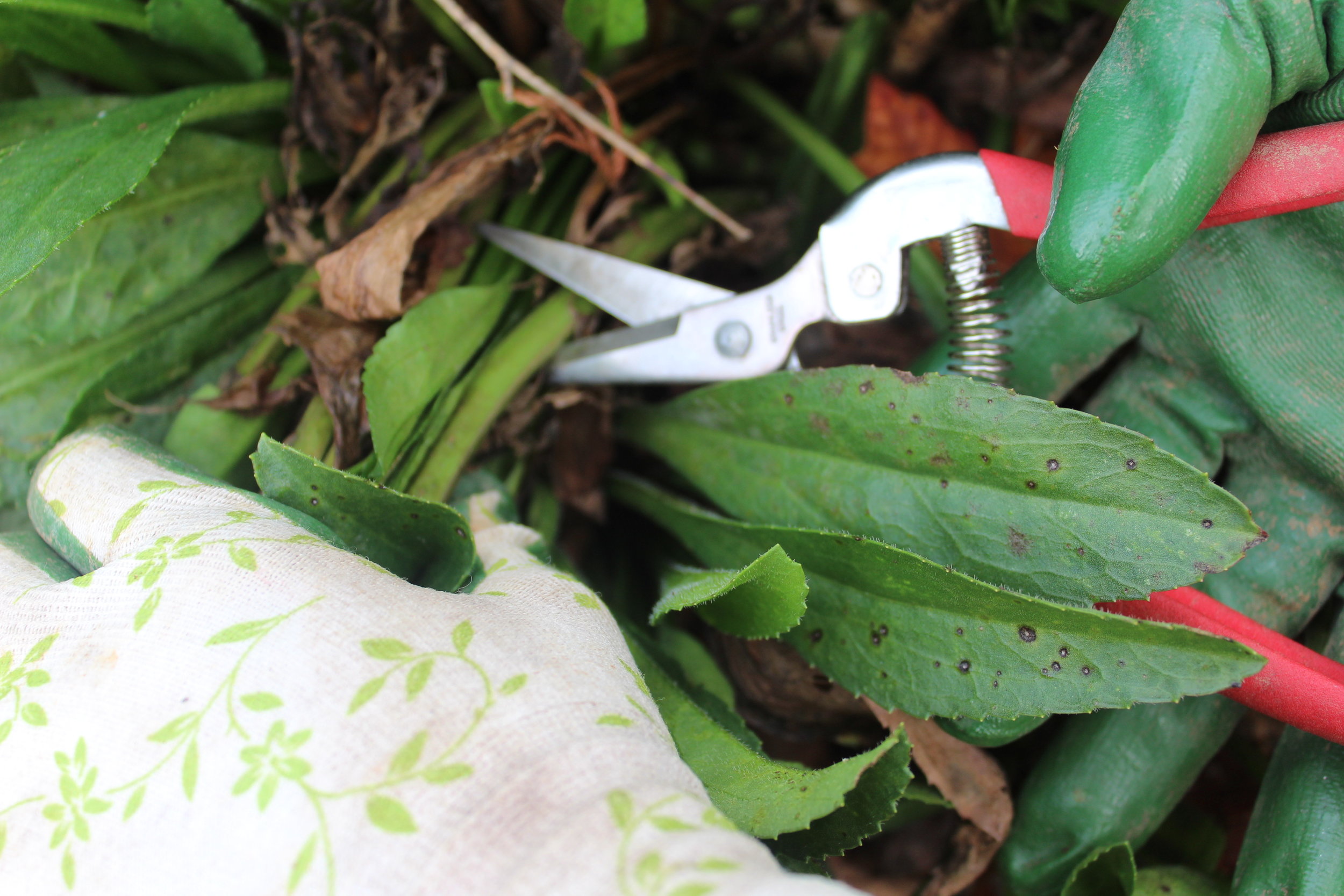 Use snips or deadheaders. - A favorite garden tool are these red snips. (Here's the link on that--a blog on staff's favorite garden tools) They're perfect for the job of cutting back the dead stems to make dividing easier. Cut back to the plant.