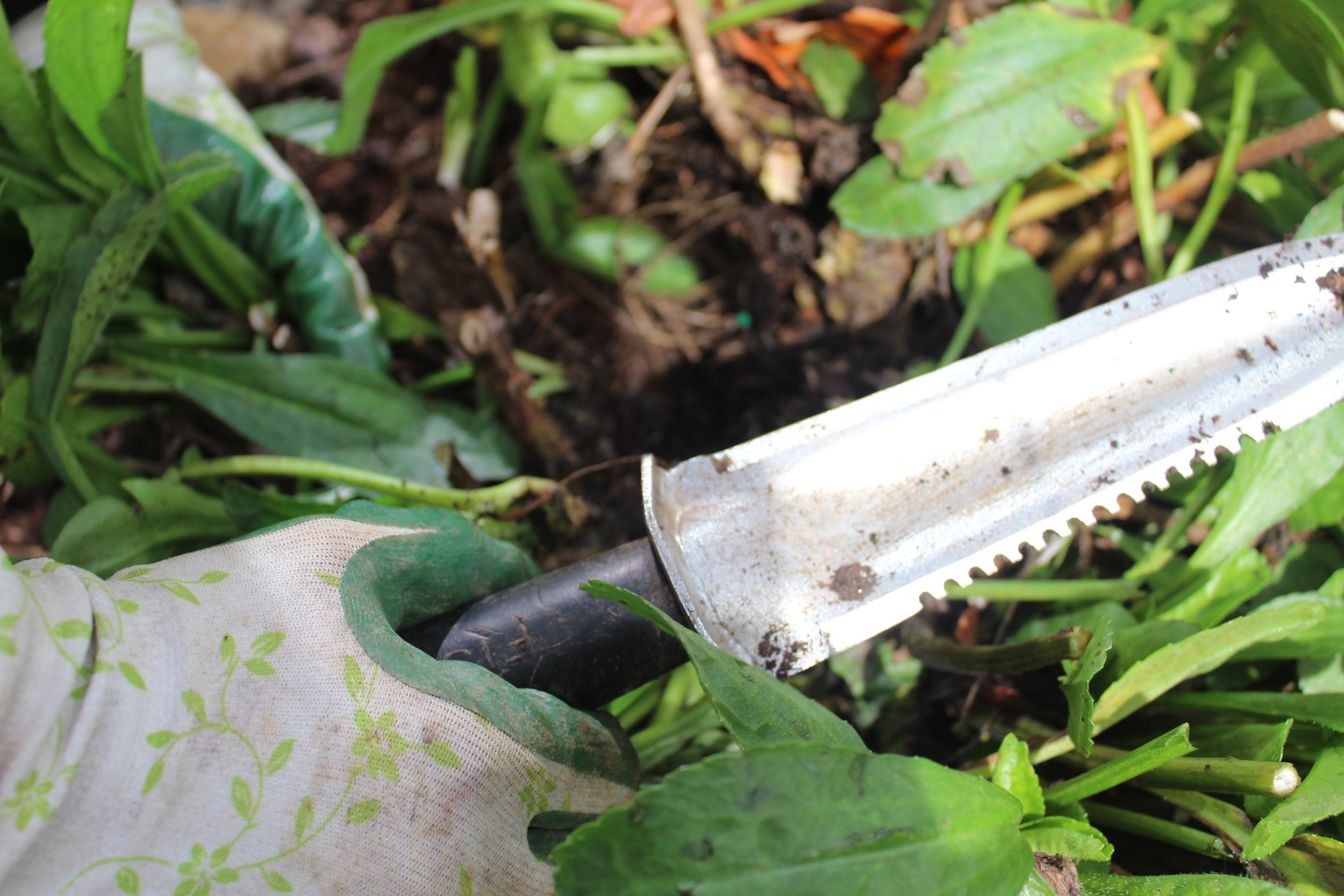 Use shovel or knife for dividing. - A Hori-Hori knife is a perfect garden tool for dividing perennials. (Here's that link again. Staff's favorite garden tools.)