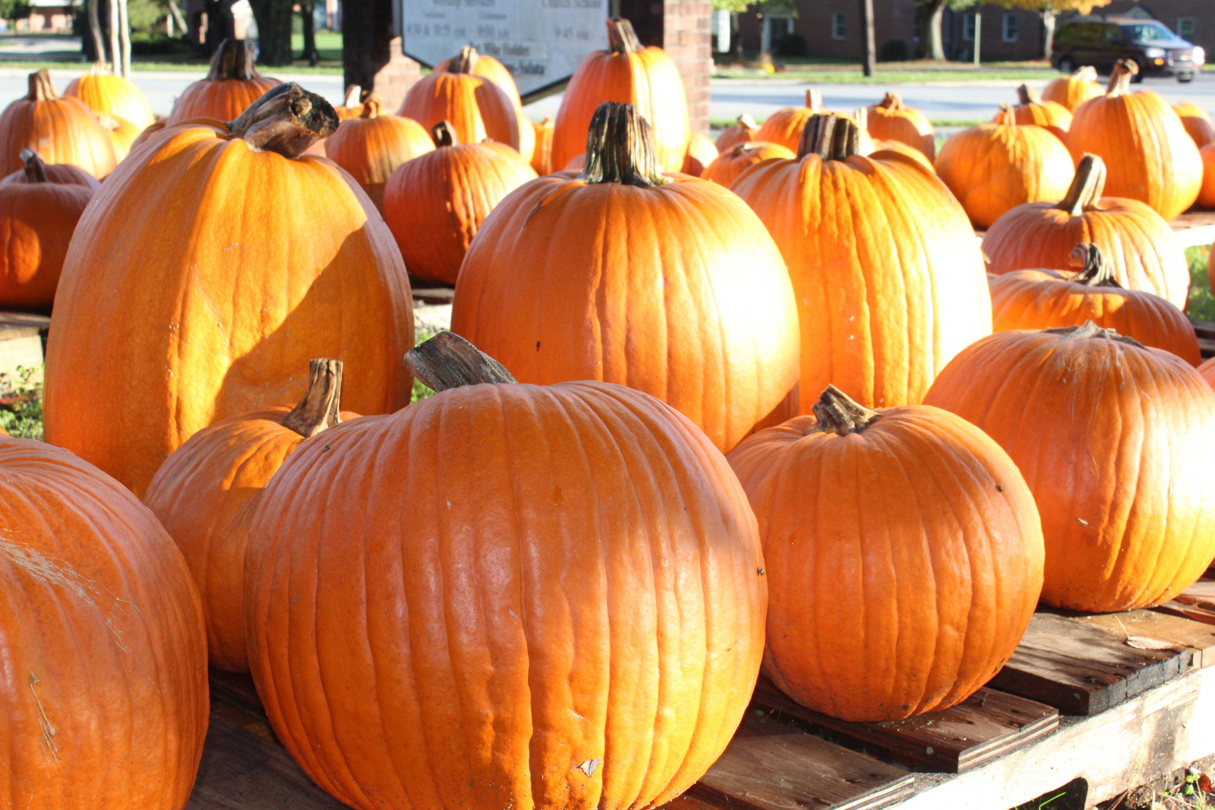 The tall 'Harvest Time Hybrid' pumpkins make good Jack-o-lanterns and last long past Halloween.