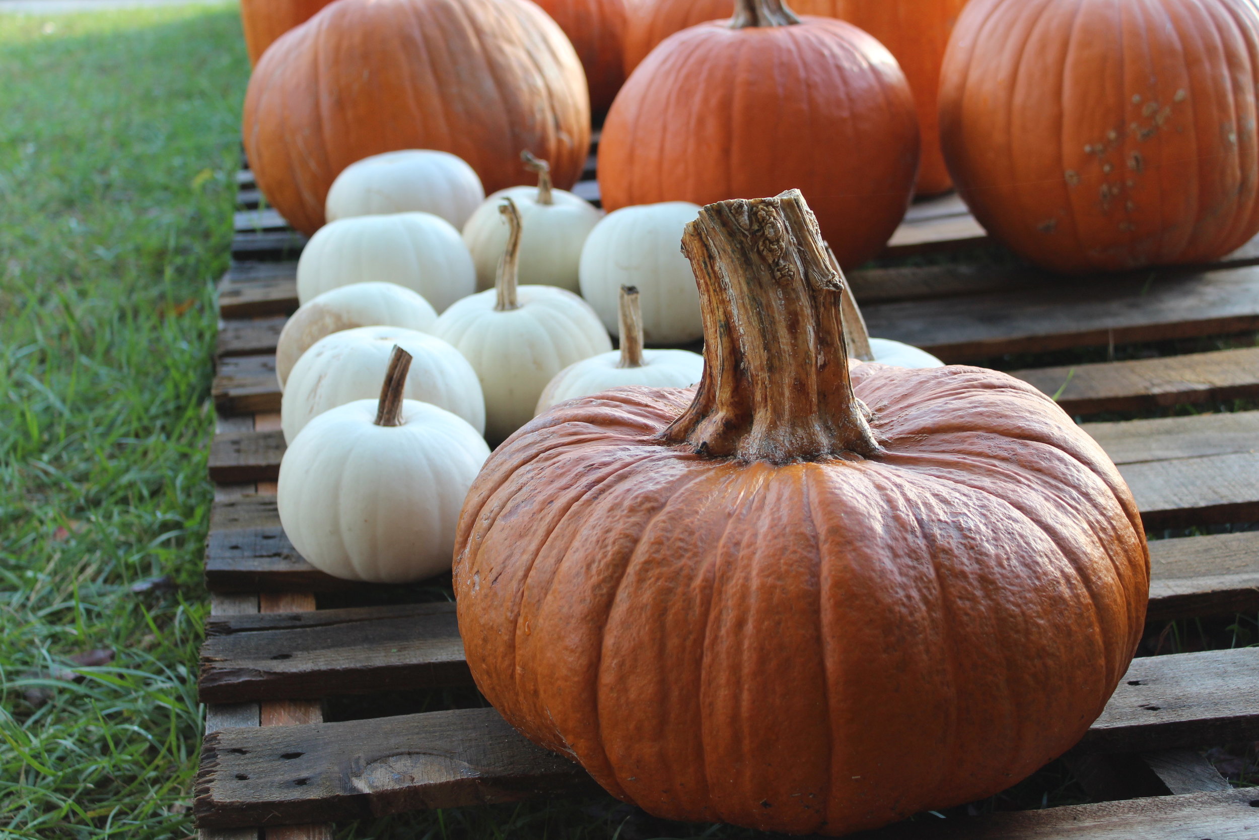 Fairy Tale pumpkins have deep ribs, mahogany color, and a thick stem. Great decor and good pies.