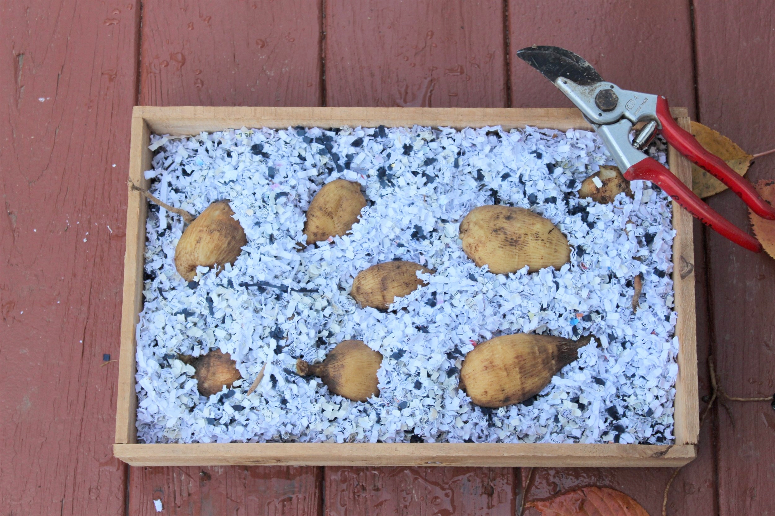 Storing. - There are a couple of ways to store your tubers. This box is an old seed tray with wooden slats on the bottom and sides for air flow. Shredded paper works to reduce evaporation and drying out of tubers. Cardboard boxes or paper bags can be used, and peat moss, coarse sand, sawdust, wood shavings or vermiculite work instead of shredded paper. There's a balance on keeping the tubers dry without drying them out. It's best to err on the dry side.