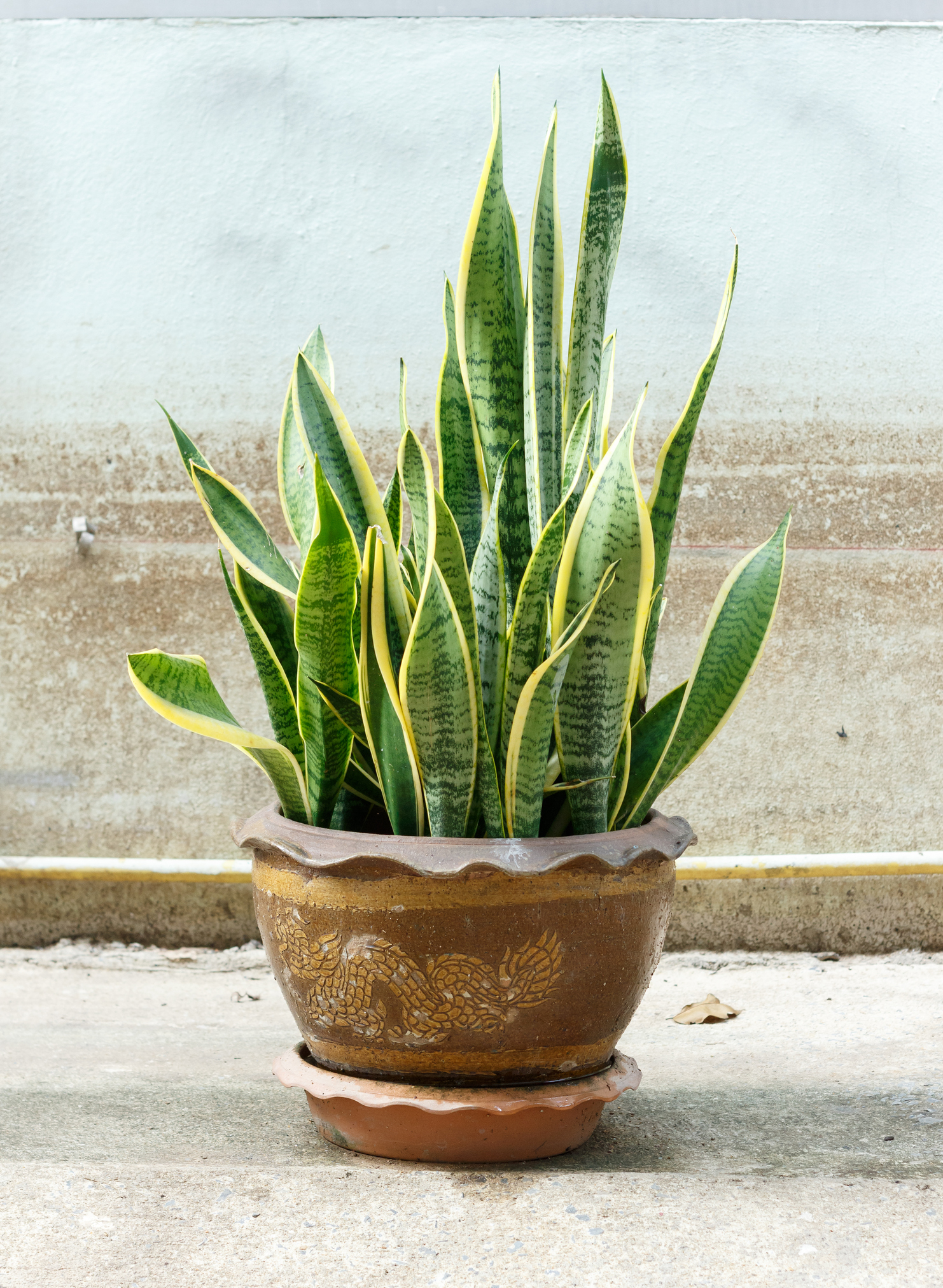Snake Plant     - Botanical name: Sansevieria trifasciataCare and Feeding: This favorite houseplant is as easy as it gets, and bonus, due to it's upright habit it tucks into corners or beside tables without taking up a lot of space. It thrives on neglect, is listed as one of the top 10 plants for absorbing household toxins, should only be watered when dry (avoid watering the leaves) and fertilized rarely (once during the growing season with an all-purpose plant food). It tolerates bright light (not direct light) but also thrives in very low light. A great plant for bedrooms as it converts CO2 into O2 while we sleep. Height: 3'-4' though there are smaller varieties that only reach a foot tall Pests and Disease: Thrips are the number one pest, causing leaves to twist, and curl inward. Wipe down leaves with a wet cotton ball and remove damaged leaves. Other issues are a result of over or under watering, causing fungal or bacterial problems. 