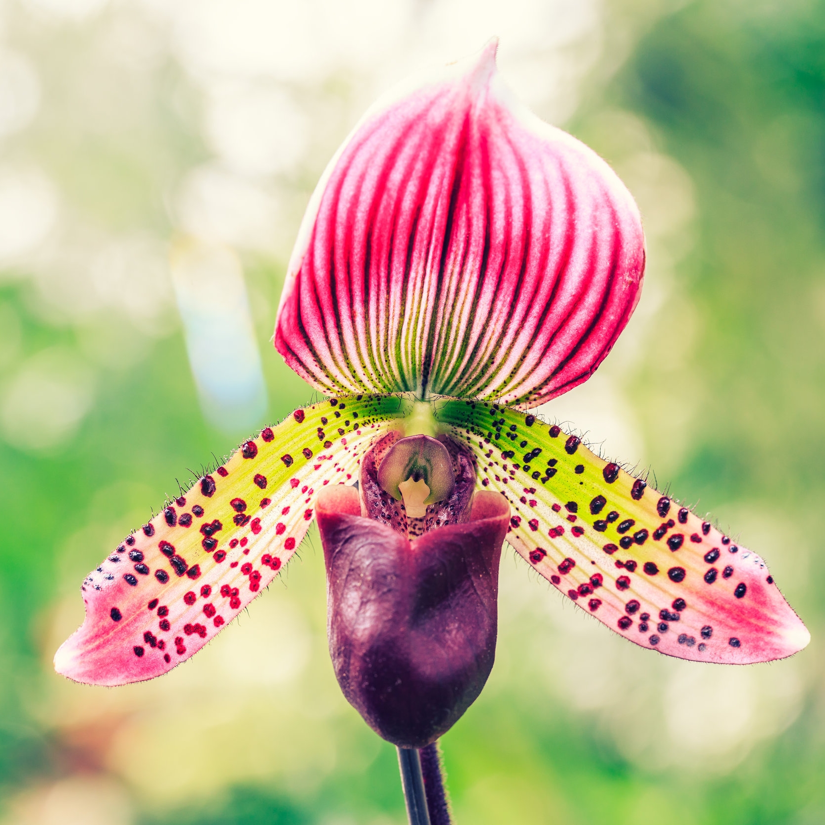 Paphiopedilum (Lady Slipper Orchid) - Light: A low light orchid, and east facing window is best. Temperature: 60°-65° at night. 70°-75° during the day.Watering: Every five days in bark substrate. Water in sink and allow to drain completely.Bloom time: Varies/4-6 weeksFertilizer:  Balanced orchid fertilizer (20-20-20) weekly at diluted strength of 1/4. Flush monthly to remove accumulated salts.