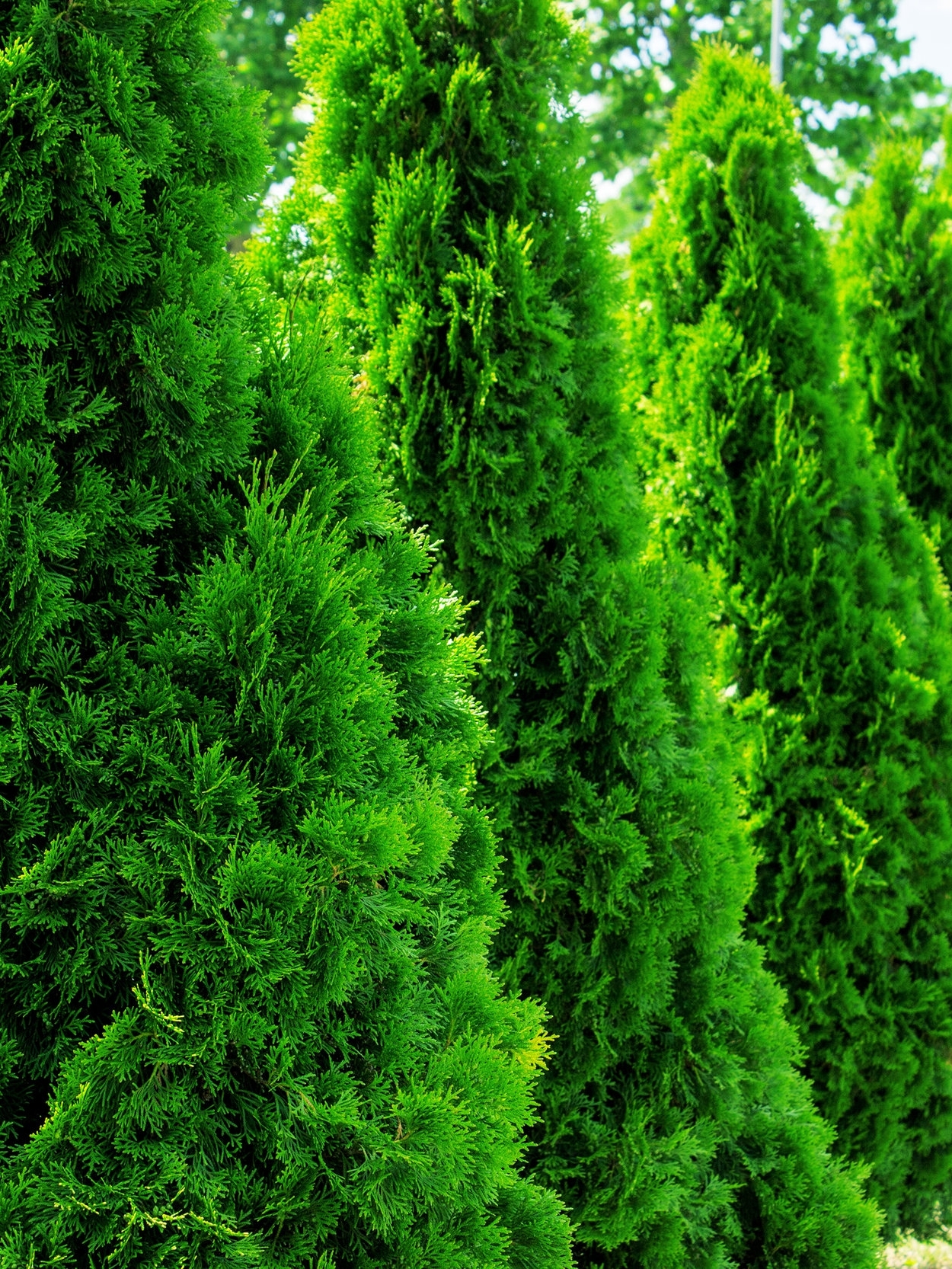 5 trees for screening; Thuja (aborvitae) - A substitute for Leyland Cypress, many people cannot tell the the Leyland from the 'Green Giant' arborvitae. 'Green Giant' or 'Emerald Green' is a better fit in smaller landscapes.Zone: 5-8Size: 30'-40' x 15'-20, or more narrow varieties 10'-12' x 3'Cultivars suggested: 'Green Giant', 'Emerald Green', 'Yellow Ribbon'Culture: Full sun to part shadeGrowth rate: Medium to FastPests and Disease: No serious issue, sometimes scale or bagworms*'Green Giant' pictured