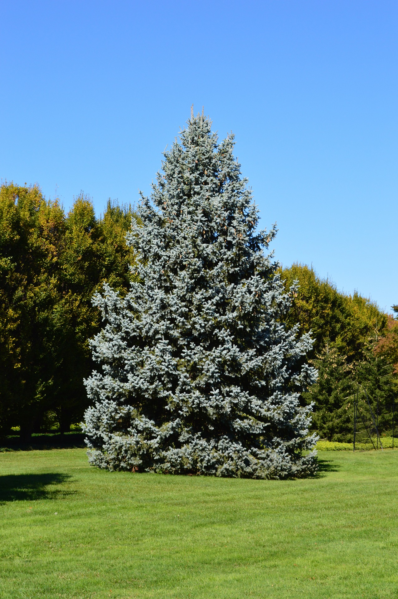 5 trees for screening: Spruces - Sometimes, one tree is enough. You don't need a row or a hedge, just a well-placed large tree to obscure an eyesore from either direction. Spruces fit nicely into that category.Zone: 2-8Size: 40'-60' x 10'-20' (Norway),10'-15 x 10'-15' (smaller blue spruces)Cultivars Suggested: 'Fat Albert', 'Baby Blue Eyes', Norway, OrientalCulture: Full sun, does not like wet feet, good wind screenGrowth rate: SlowPests and Diseases: Needle cast, canker, bagworms*Colorado Blue Spruce pictured