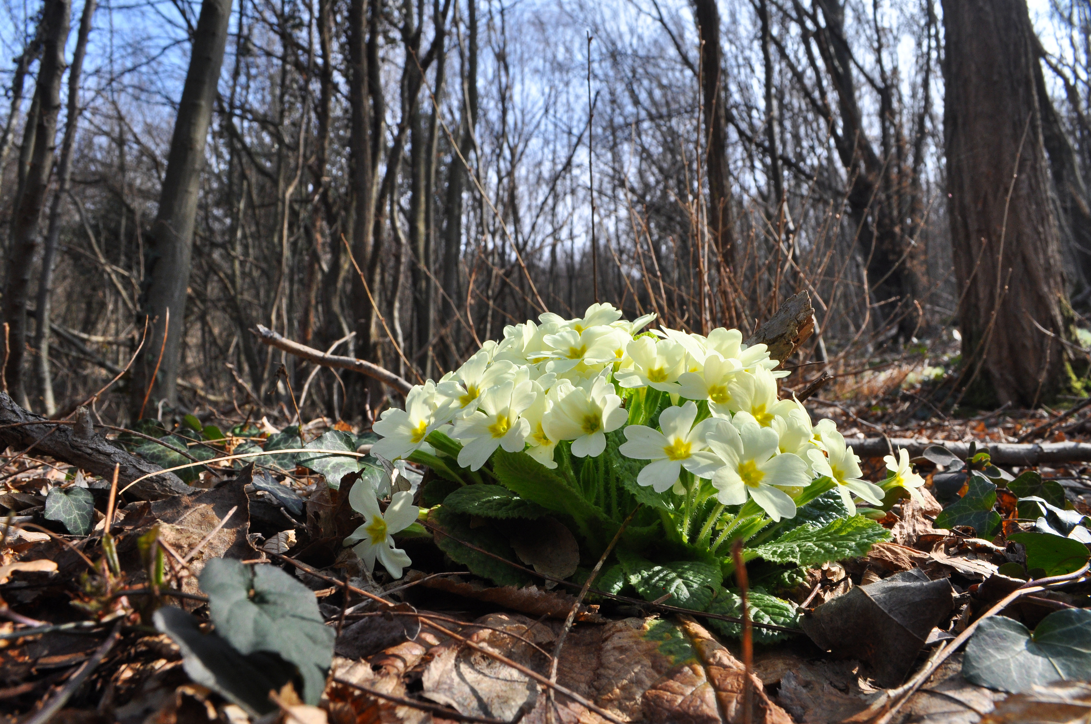 Primroses do well as a woodland garden plant. Their bloom time is early spring through late spring and they are suited to boggy conditions. Use them as groundcovers and early season bloom.