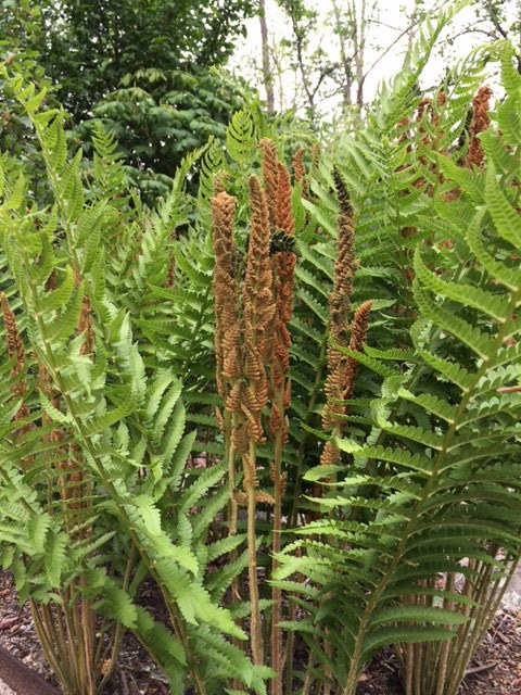 Cinnamon Fern has large brown "cinnamon" colored fronds that make this fern very showy. Reaching to 3'-4'&nbsp;tall it grows in an upright habit. Keep moist if in a sunny spot.&nbsp;
