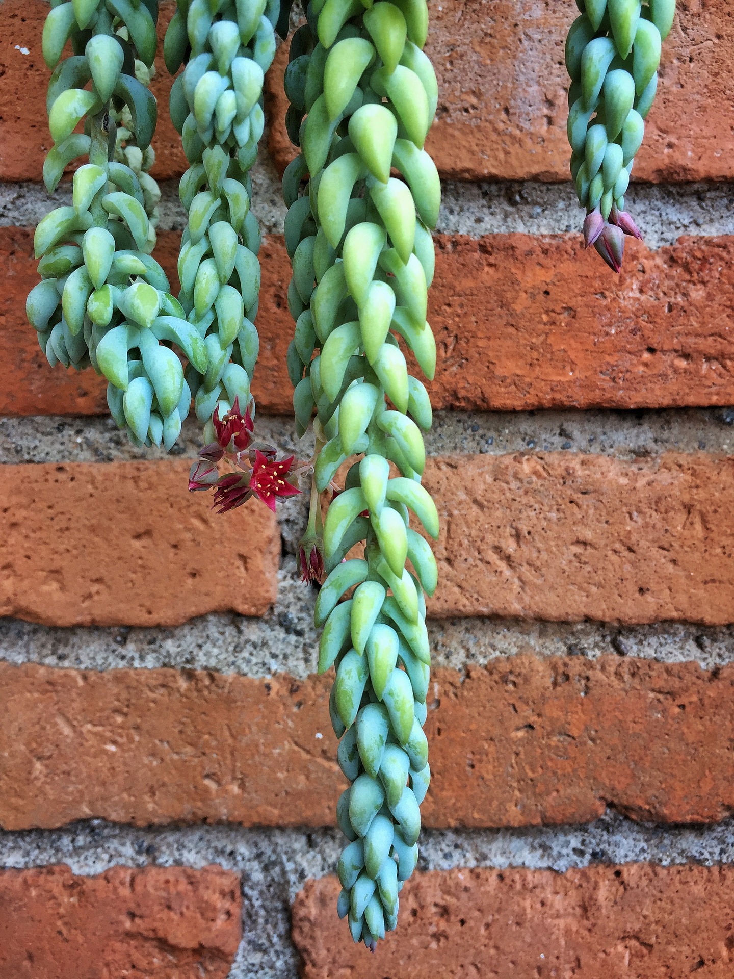 Donkey tail makes a beautiful succulent container without combining it with other succulents.