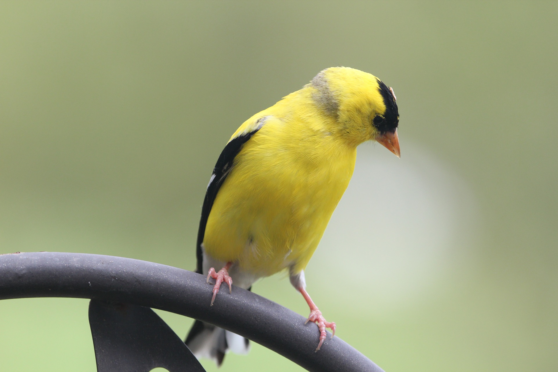 Showy Goldfinch on feeder.