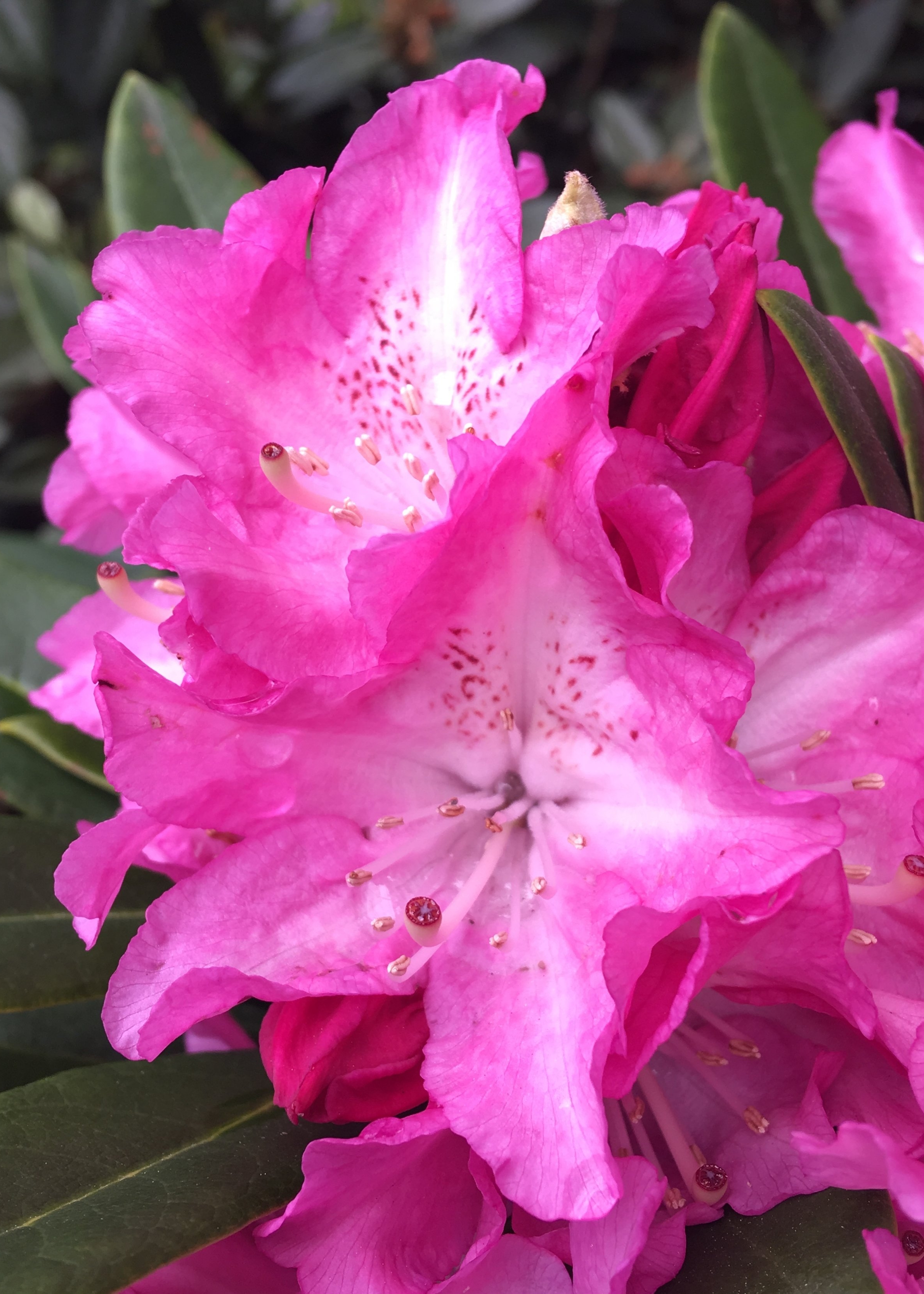 'Holden' Rhododendron with it's pink blooms only gets 3' x 3'. Use as an accent, in the border, or woodland garden.