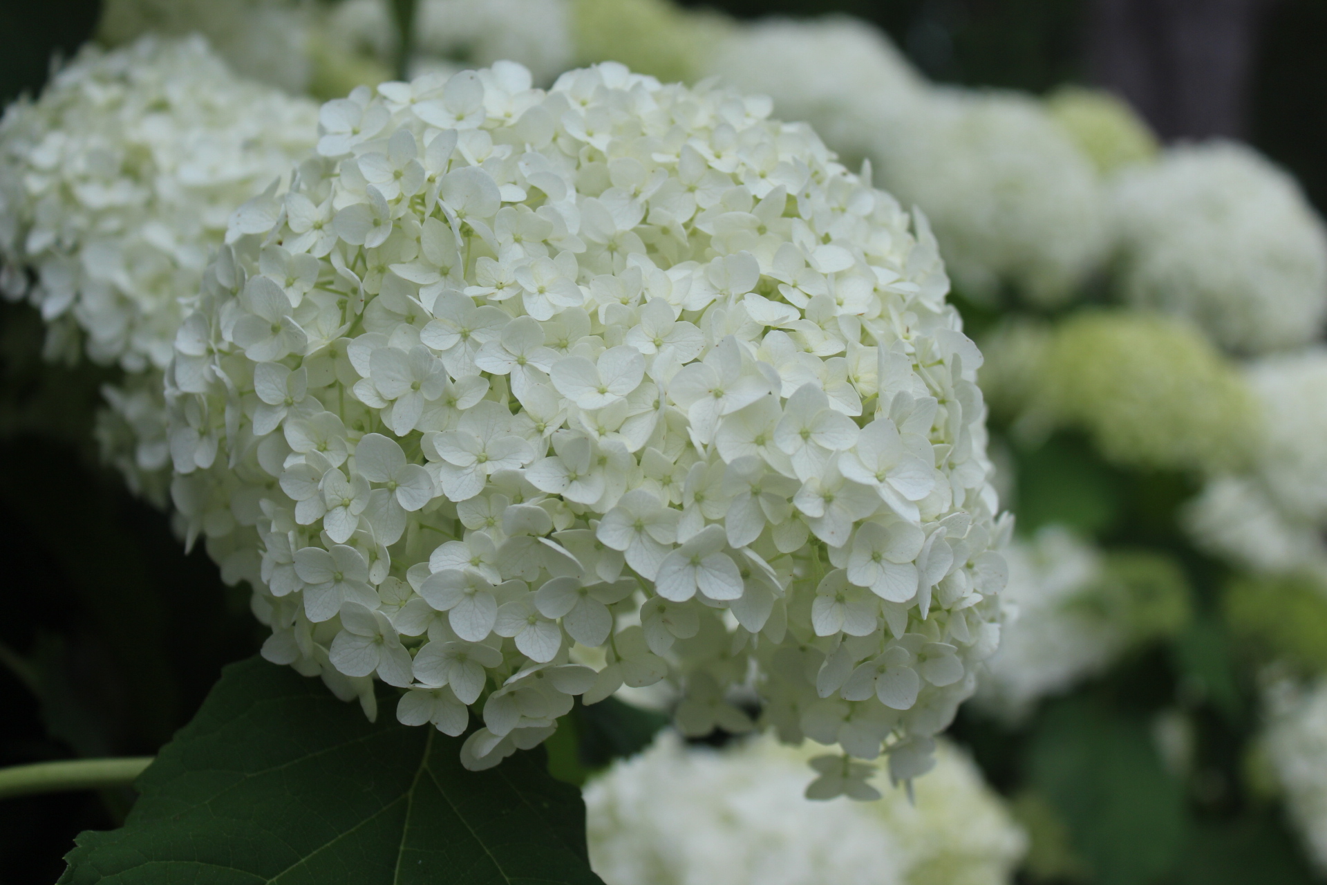 Hydrangea arborescens 'Annabelle'  is an old favorite. It grows 3-5' x 4-6' and can flop when it rains. Pruning hard (cut back to 6”) in late fall or early spring helps to encourage strong stems and bigger blooms. It blooms on new wood. Newer cultivars like 'Incrediball' and 'Invincibelle Spirit' have bigger blooms (basketball size) and stronger stems.