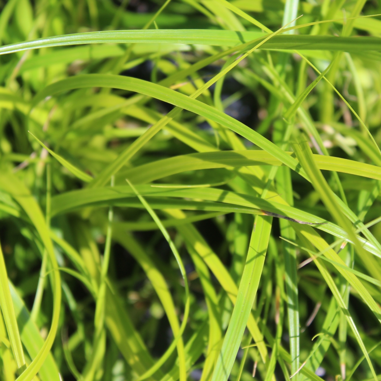 Carex oshimensis 'Everillo' - Zone:  6-8Native: JapanEvergreen: Semi Foliage Color: Lime GreenSpreads: RhizomesHeight: 12